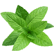 mint organik, rasa mint lebih kuat, mint lebat, minta aroma