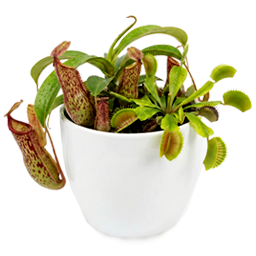 Kantong Semar & Venus Flytrap: Kantong Besar & Anti Gosong