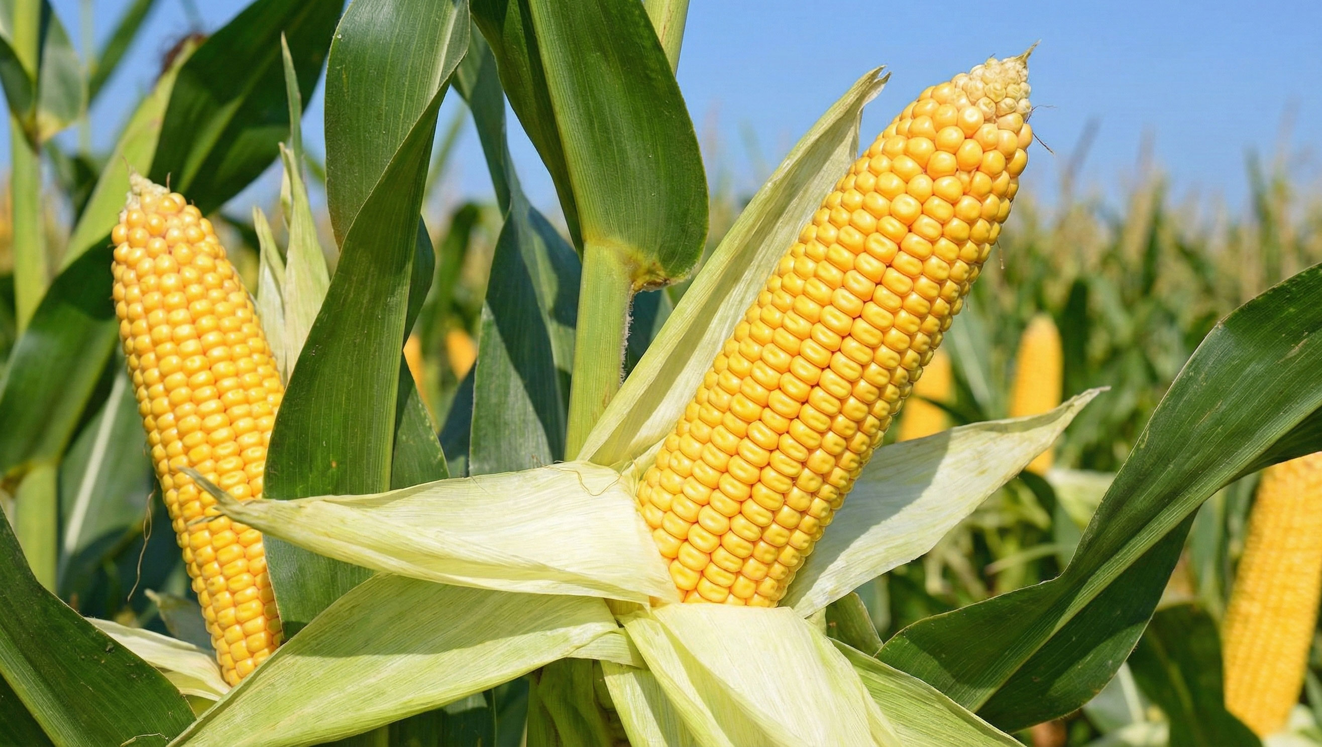 Kebun Jagung Subur Tongkol Besar