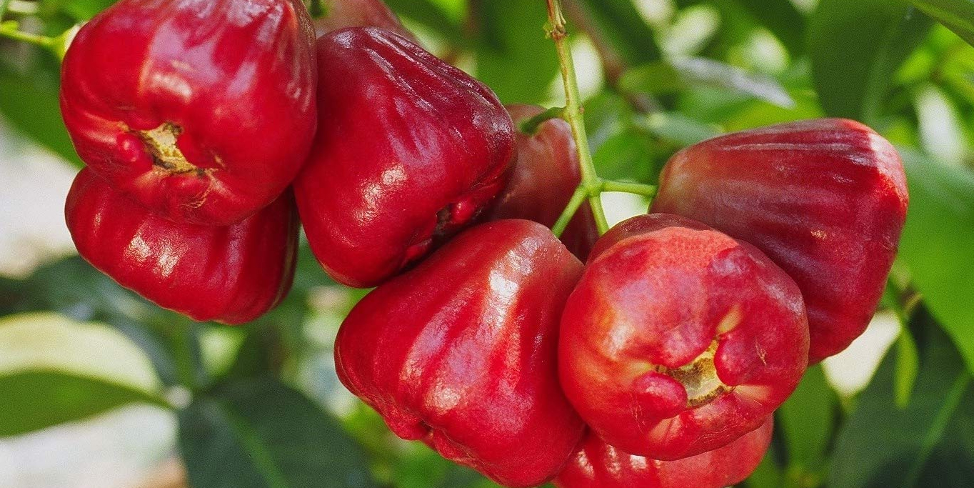 Jambu Air Citra Merah Merona