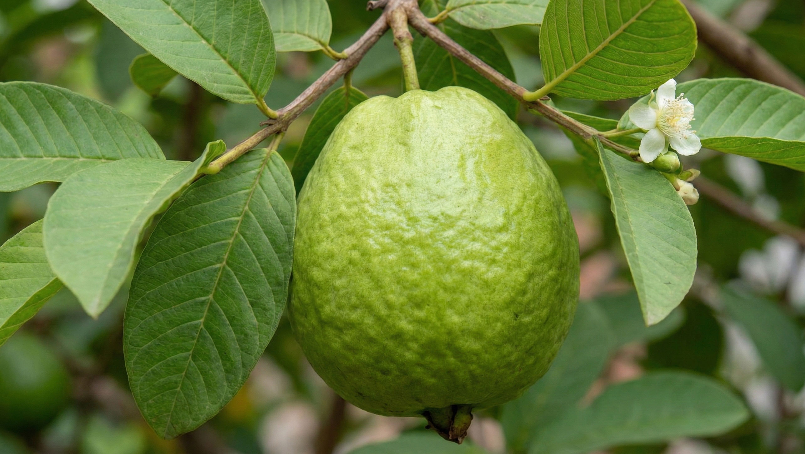 Jambu Kristal Renyah di Pohon