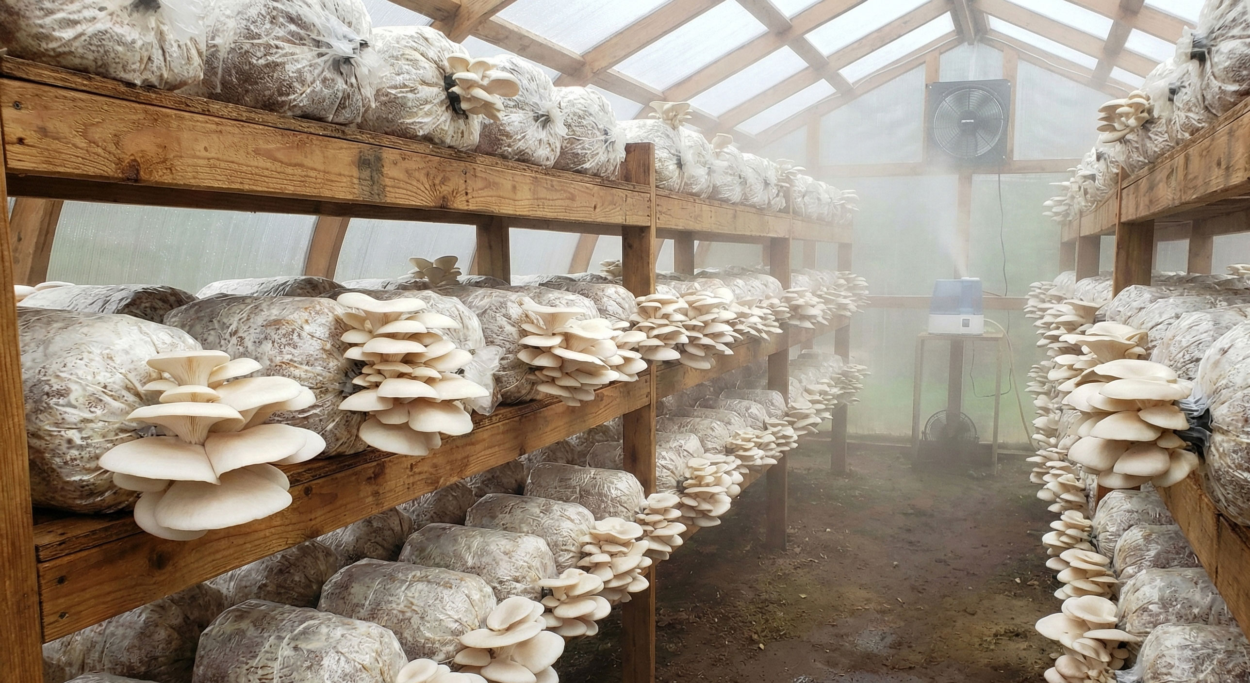 Budidaya Jamur Tiram Modern