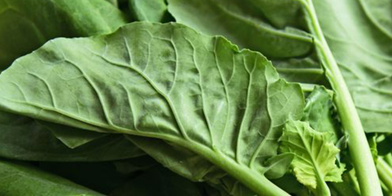 Kailan Premium Segar