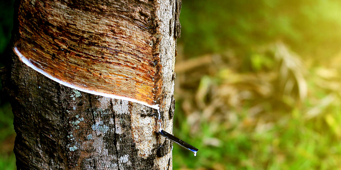 Penyadapan Pohon Karet Getah Deras