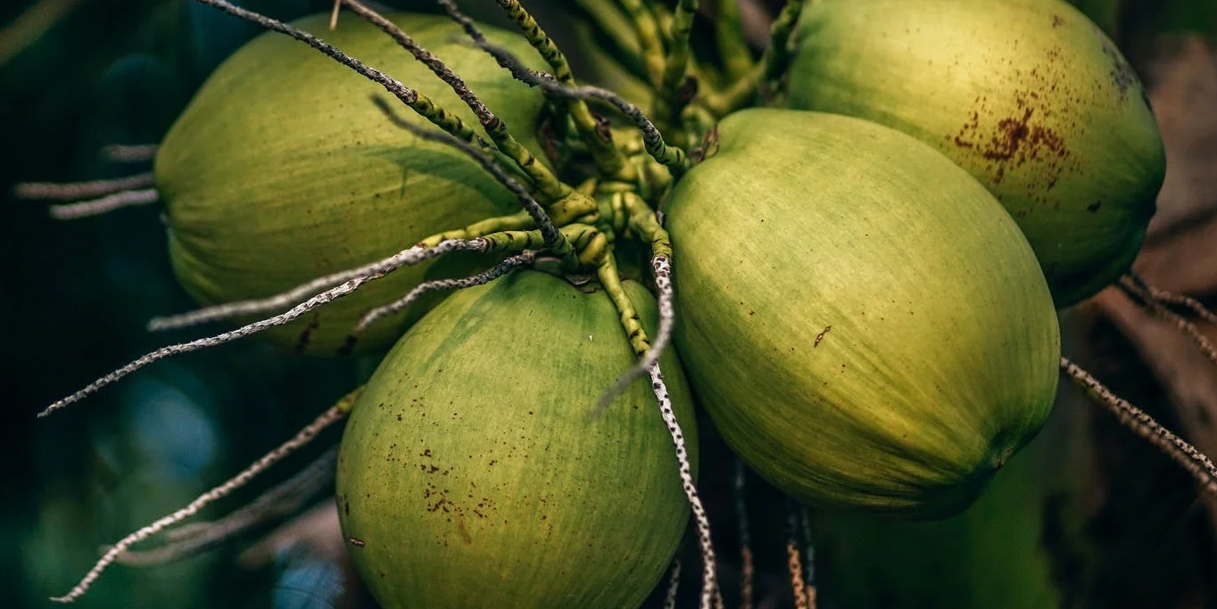 Pohon Kelapa Berbuah Lebat