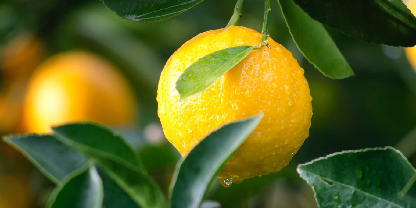 Lemon Kuning Segar di Pohon