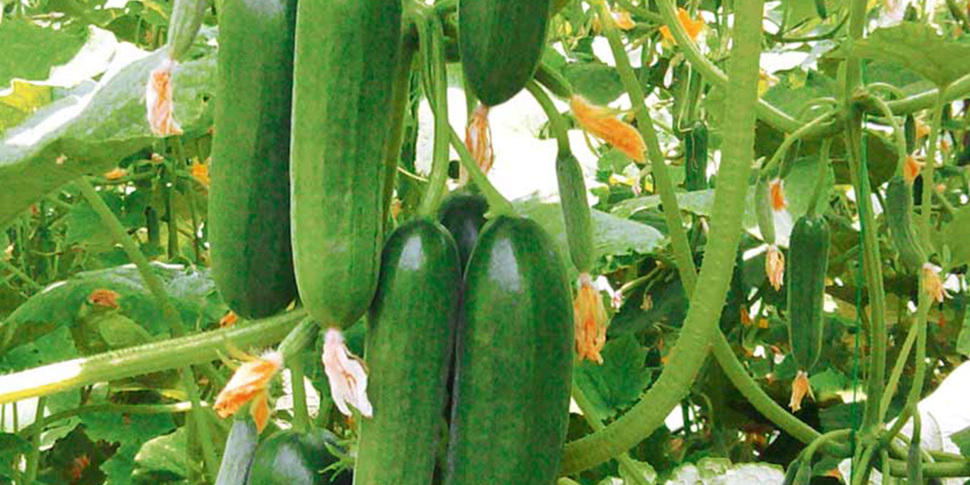 Panen Mentimun Segar