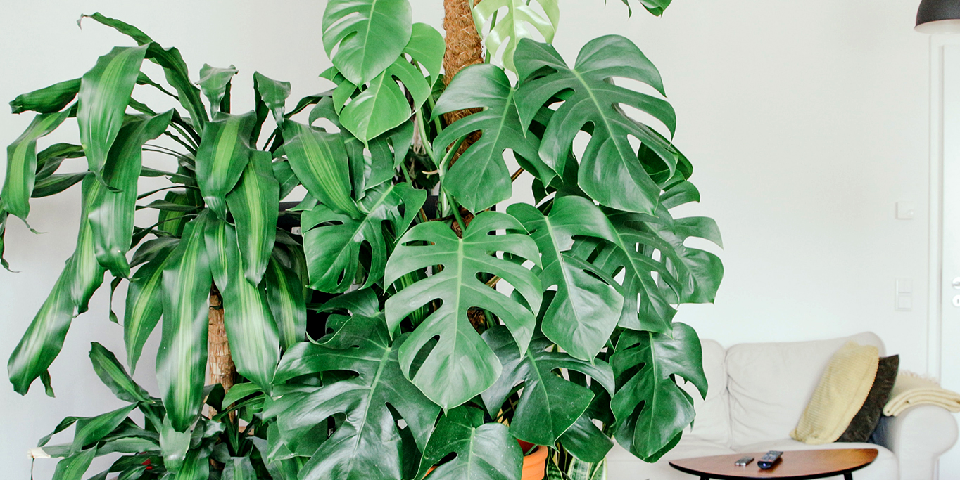 Monstera Cemerlang