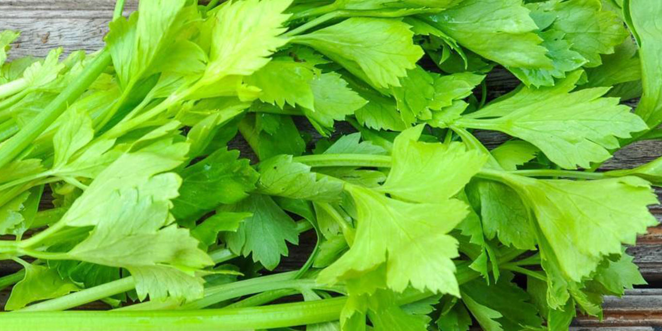 Seledri Subur Organik