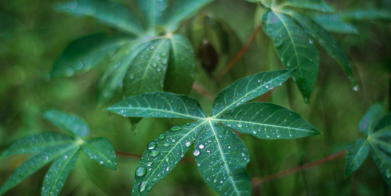 Panen Singkong Melimpah