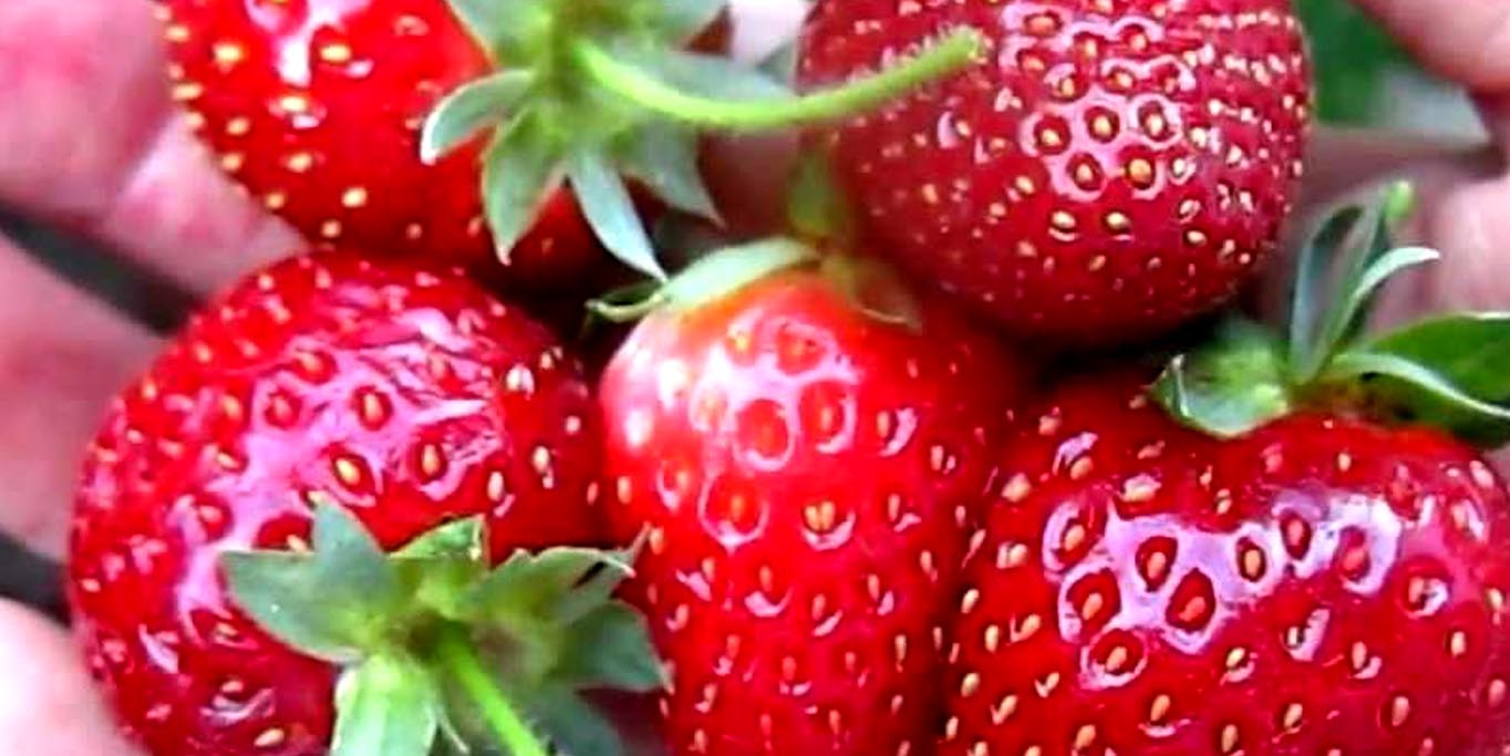 Strawberry Merah Menggoda di Kebun