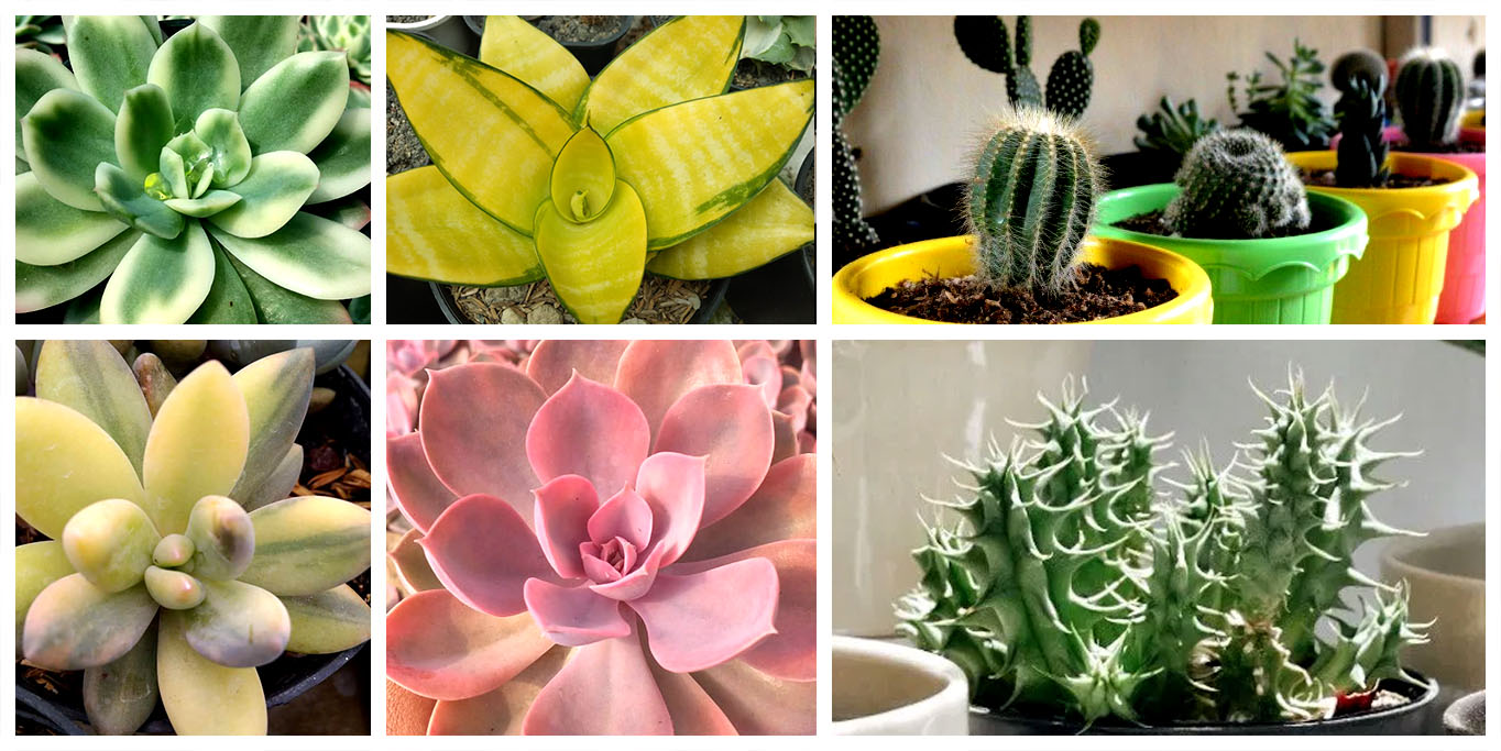 Koleksi Aneka Sukulen Berwarna Cerah