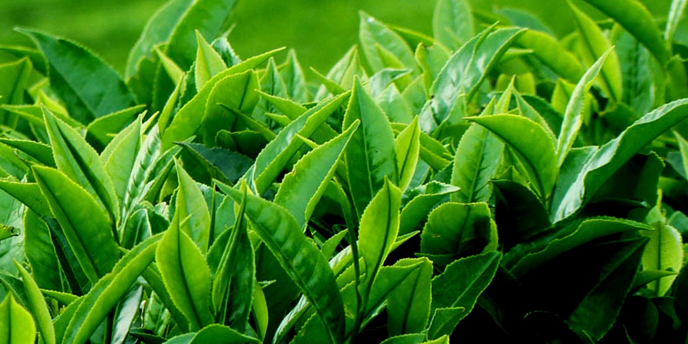 Hamparan Kebun Teh Pucuk Hijau Segar