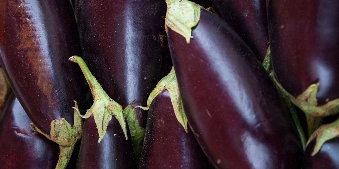 Panen Terong Organik